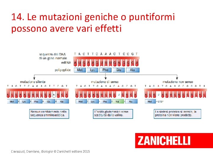 14. Le mutazioni geniche o puntiformi possono avere vari effetti Cavazzuti, Damiano, Biologia ©