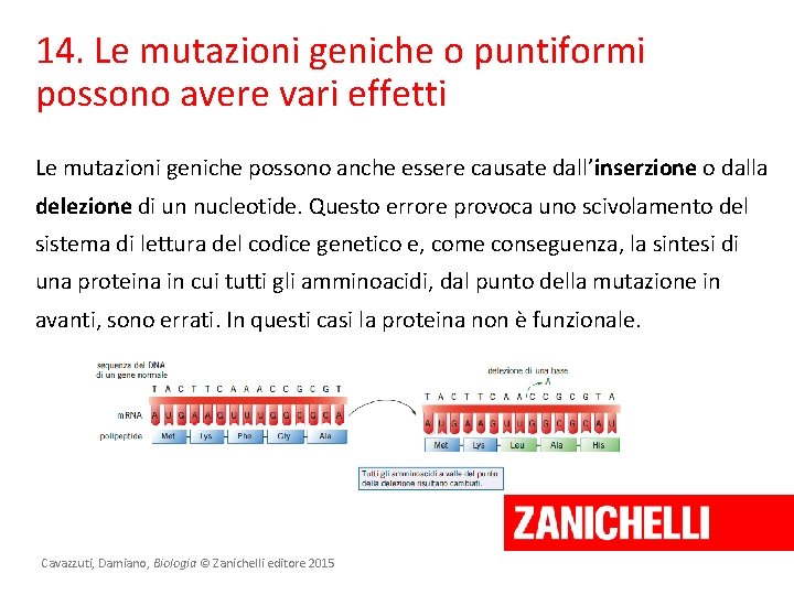 14. Le mutazioni geniche o puntiformi possono avere vari effetti Le mutazioni geniche possono