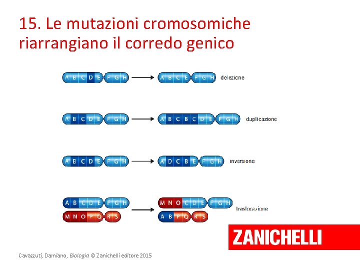 15. Le mutazioni cromosomiche riarrangiano il corredo genico Cavazzuti, Damiano, Biologia © Zanichelli editore