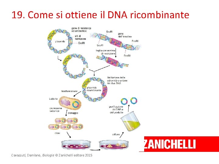 19. Come si ottiene il DNA ricombinante Cavazzuti, Damiano, Biologia © Zanichelli editore 2015