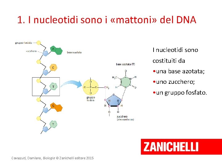 1. I nucleotidi sono i «mattoni» del DNA I nucleotidi sono costituiti da •