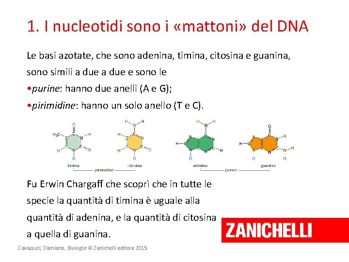 1. I nucleotidi sono i «mattoni» del DNA Le basi azotate, che sono adenina,