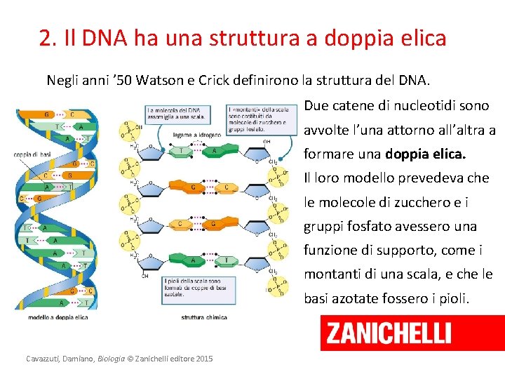 2. Il DNA ha una struttura a doppia elica Negli anni ’ 50 Watson