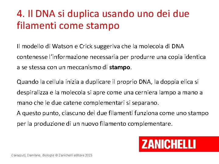 4. Il DNA si duplica usando uno dei due filamenti come stampo Il modello
