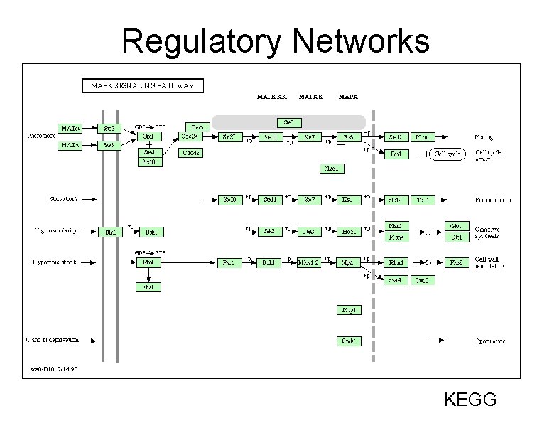 Regulatory Networks KEGG 