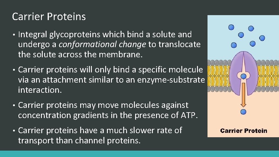 Carrier Proteins • Integral glycoproteins which bind a solute and undergo a conformational change