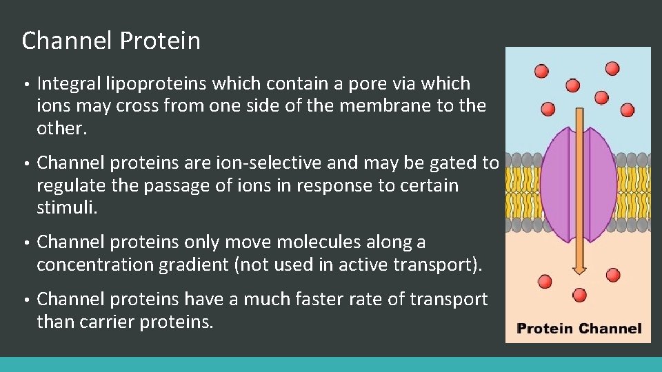 Channel Protein • Integral lipoproteins which contain a pore via which ions may cross