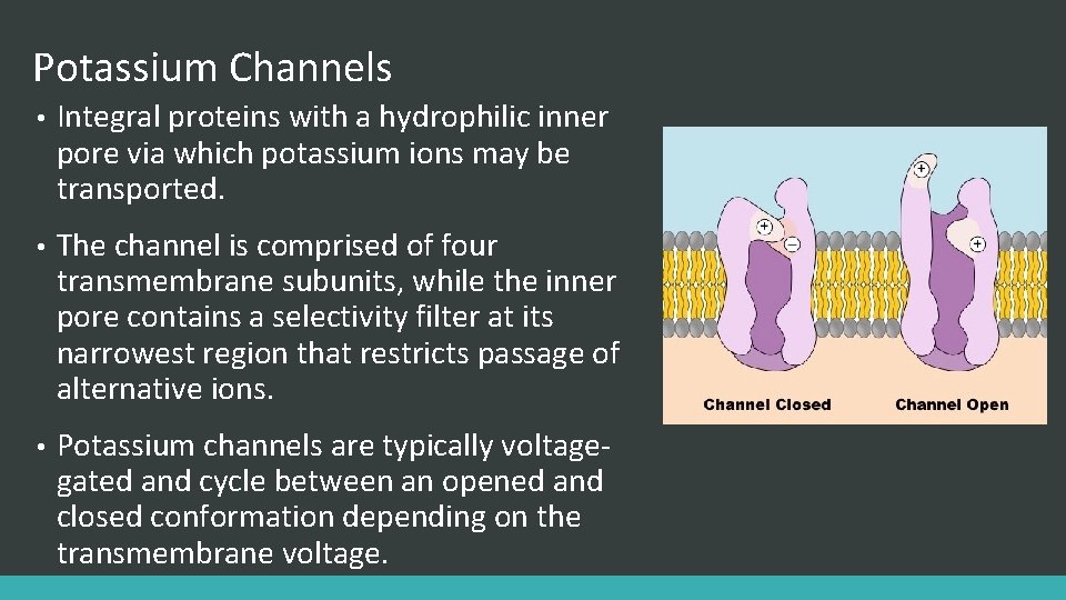 Potassium Channels • Integral proteins with a hydrophilic inner pore via which potassium ions