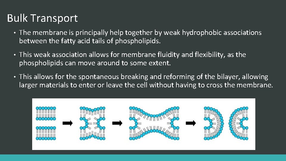 Bulk Transport • The membrane is principally help together by weak hydrophobic associations between