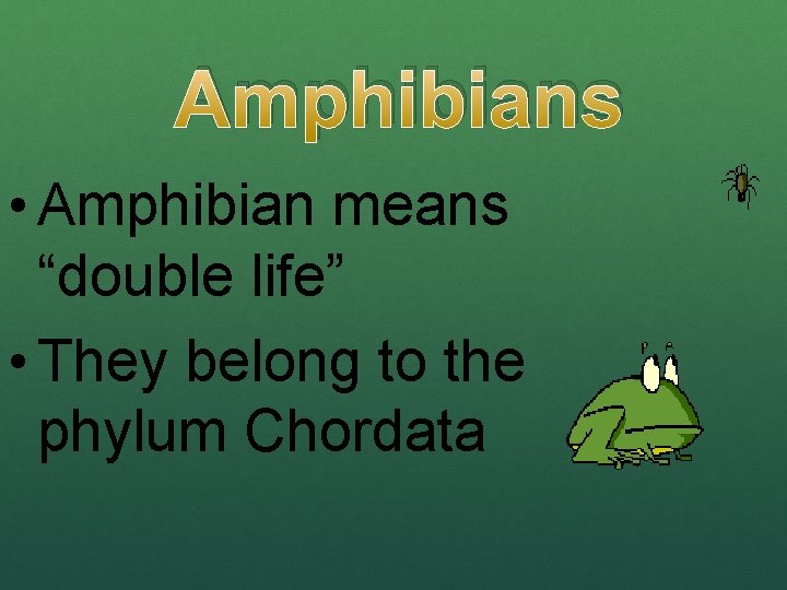 Amphibians • Amphibian means “double life” • They belong to the phylum Chordata 