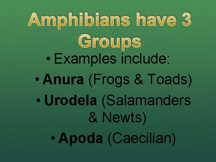 Amphibians have 3 Groups • Examples include: • Anura (Frogs & Toads) • Urodela