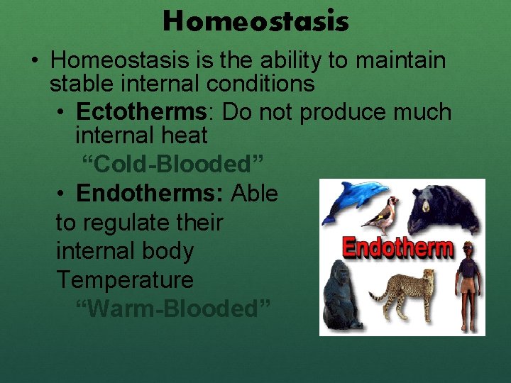 Homeostasis • Homeostasis is the ability to maintain stable internal conditions • Ectotherms: Do
