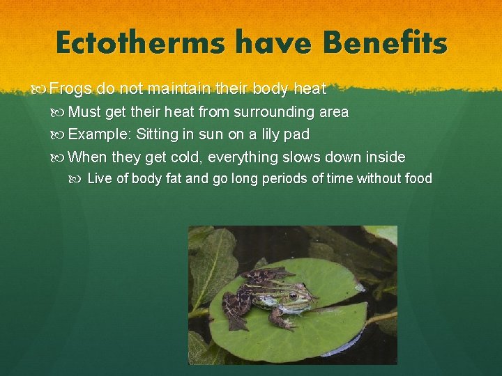 Ectotherms have Benefits Frogs do not maintain their body heat Must get their heat