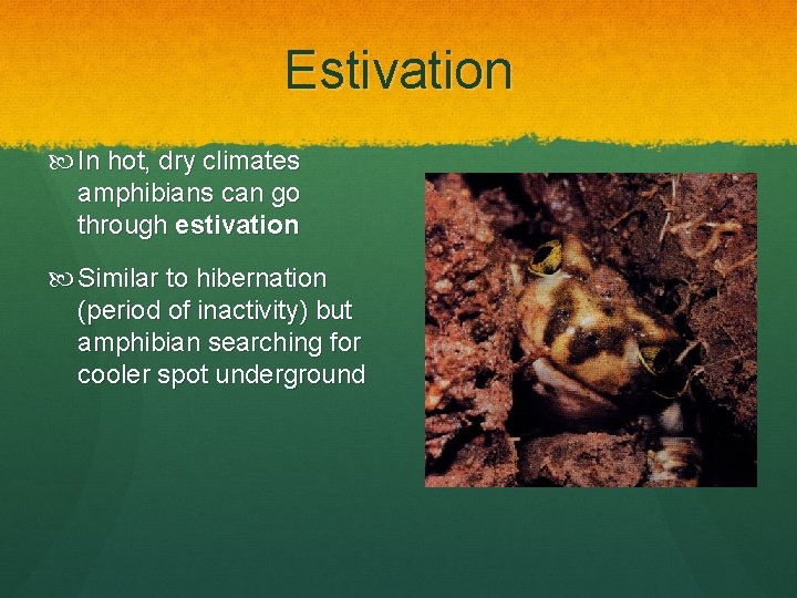 Estivation In hot, dry climates amphibians can go through estivation Similar to hibernation (period