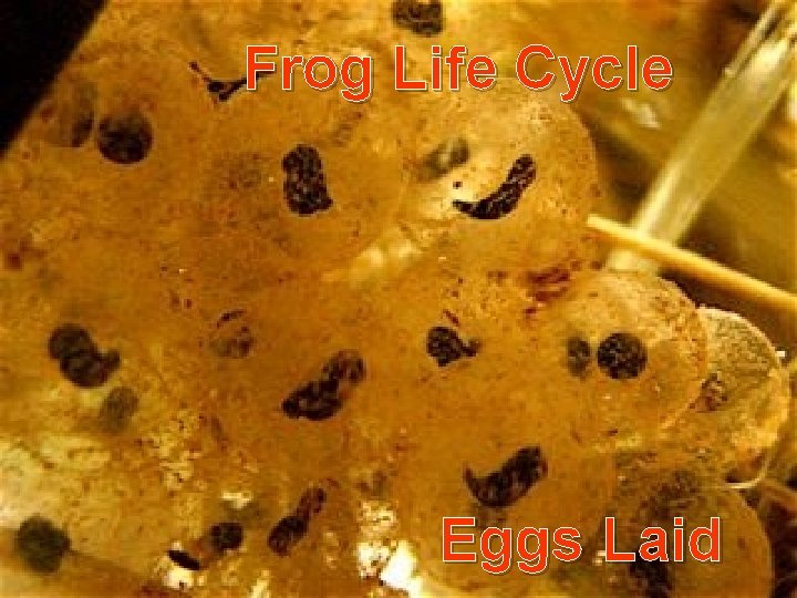 Frog Life Cycle Eggs Laid 