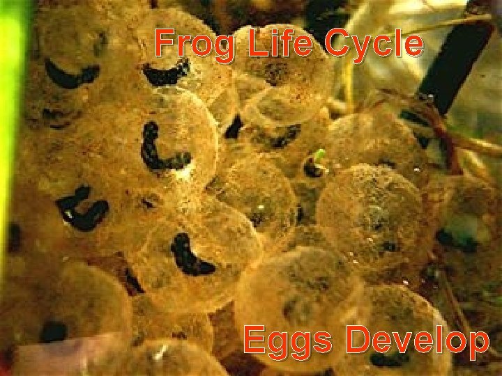 Frog Life Cycle Eggs Develop 