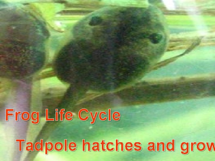 Frog Life Cycle Tadpole hatches and grow 