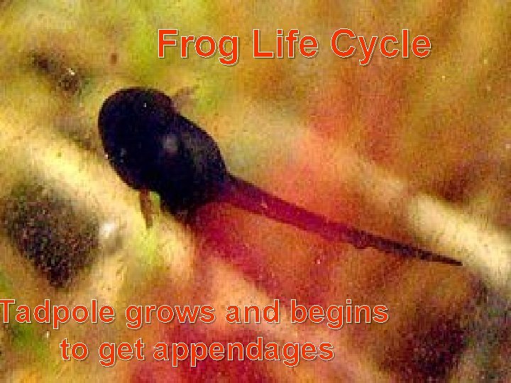 Frog Life Cycle Tadpole grows and begins to get appendages 