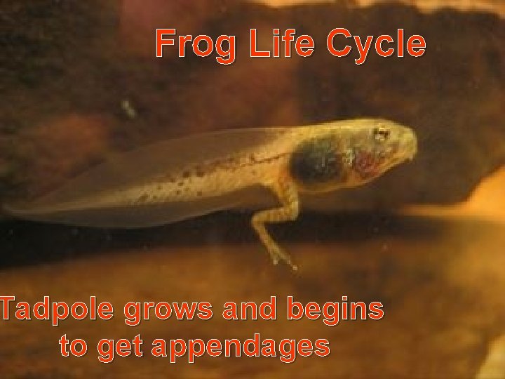 Frog Life Cycle Tadpole grows and begins to get appendages 