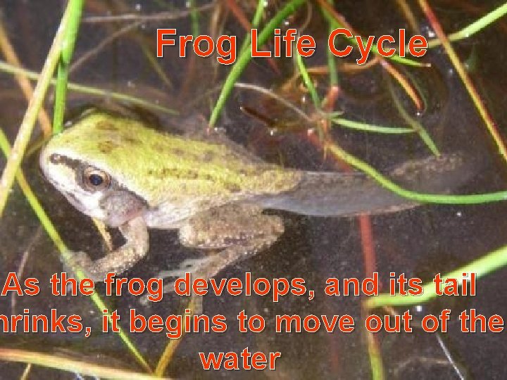 Frog Life Cycle As the frog develops, and its tail hrinks, it begins to