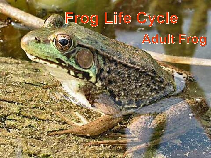 Frog Life Cycle Adult Frog 