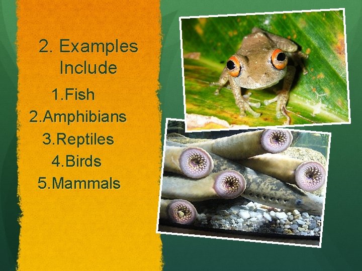 2. Examples Include 1. Fish 2. Amphibians 3. Reptiles 4. Birds 5. Mammals 
