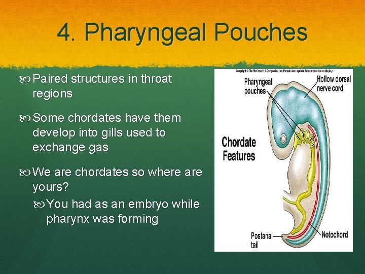 4. Pharyngeal Pouches Paired structures in throat regions Some chordates have them develop into