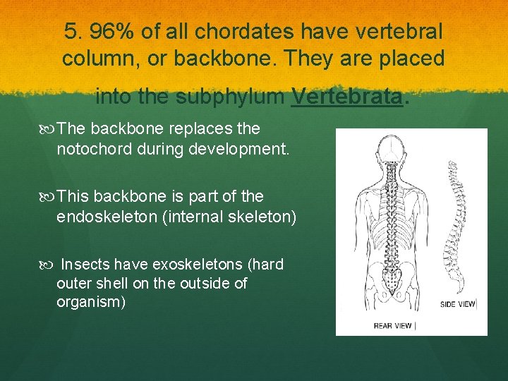 5. 96% of all chordates have vertebral column, or backbone. They are placed into