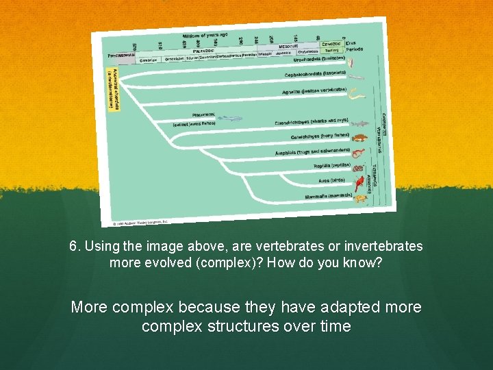 6. Using the image above, are vertebrates or invertebrates more evolved (complex)? How do
