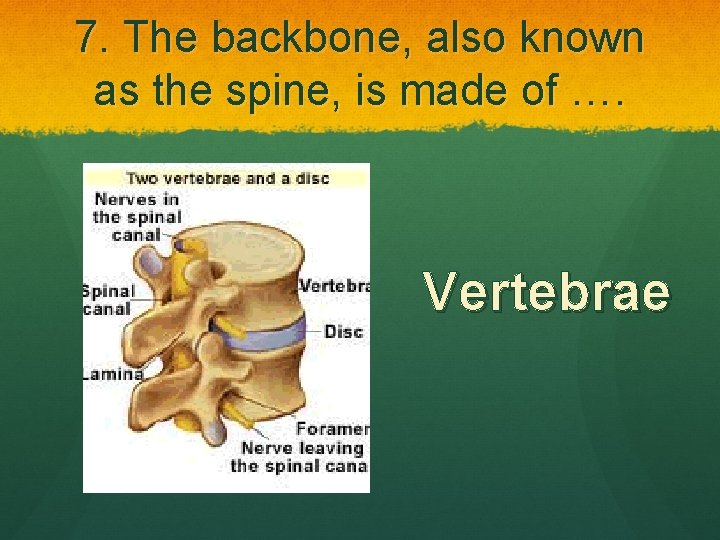 7. The backbone, also known as the spine, is made of …. Vertebrae 