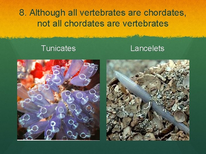 8. Although all vertebrates are chordates, not all chordates are vertebrates Tunicates Lancelets 