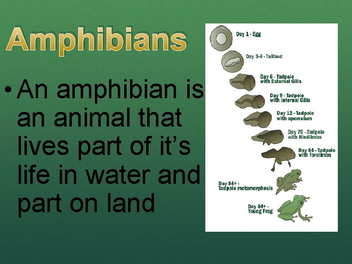 Amphibians • An amphibian is an animal that lives part of it’s life in