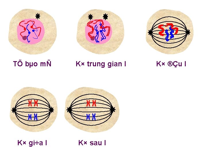 TÕ bµo mÑ K× gi÷a I K× trung gian I K× sau I K×