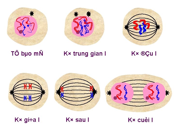 TÕ bµo mÑ K× gi÷a I K× trung gian I K× sau I K×
