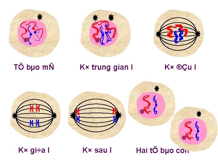 TÕ bµo mÑ K× gi÷a I K× trung gian I K× sau I K×