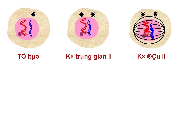 TÕ bµo K× trung gian II K× ®Çu II 