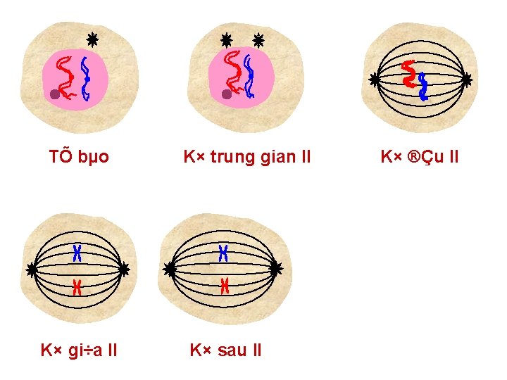 TÕ bµo K× gi÷a II K× trung gian II K× sau II K× ®Çu