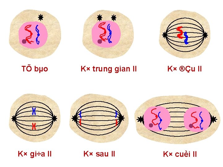 TÕ bµo K× gi÷a II K× trung gian II K× sau II K× ®Çu