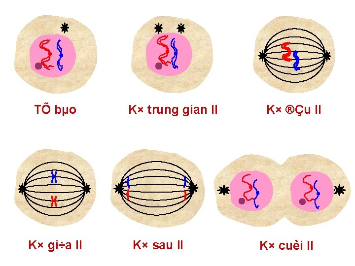 TÕ bµo K× gi÷a II K× trung gian II K× sau II K× ®Çu