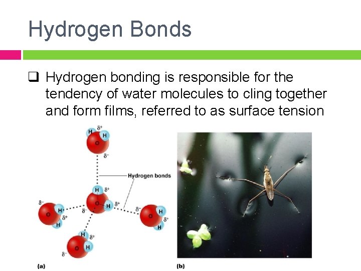 Hydrogen Bonds q Hydrogen bonding is responsible for the tendency of water molecules to