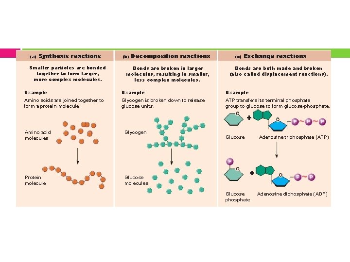 (a) Synthesis reactions Smaller particles are bonded together to form larger, more complex molecules.