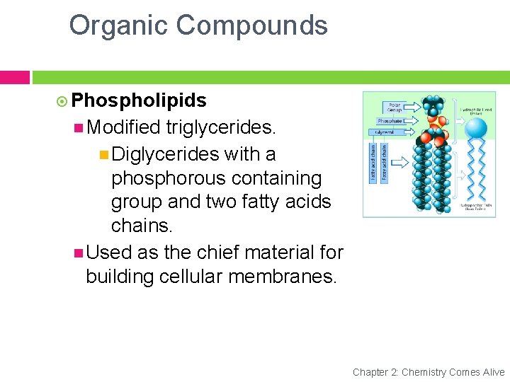 Organic Compounds Phospholipids Modified triglycerides. Diglycerides with a phosphorous containing group and two fatty