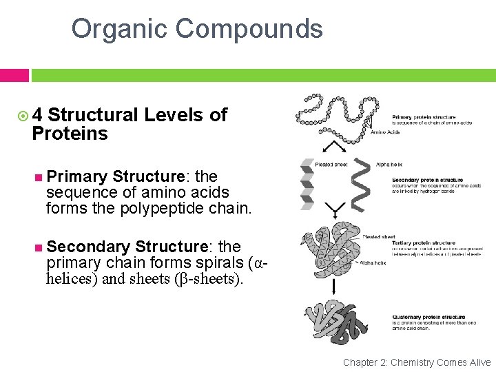 Organic Compounds 4 Structural Levels of Proteins Primary Structure: the sequence of amino acids
