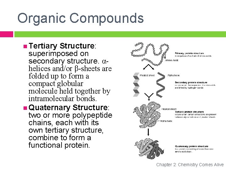 Organic Compounds Tertiary Structure: superimposed on secondary structure. αhelices and/or β-sheets are folded up