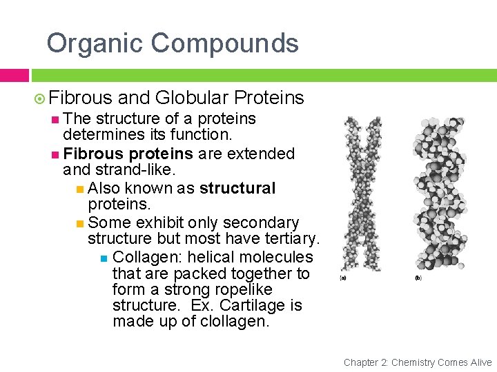 Organic Compounds Fibrous and Globular Proteins The structure of a proteins determines its function.