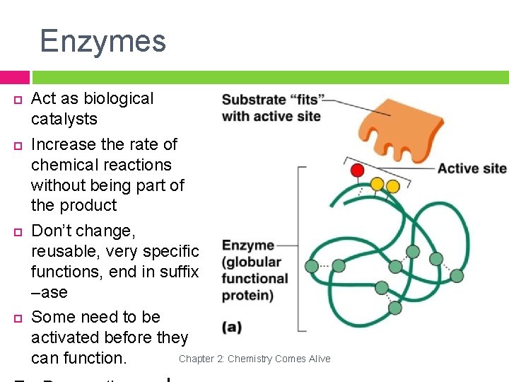 Enzymes Act as biological catalysts Increase the rate of chemical reactions without being part