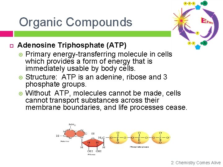 Organic Compounds Adenosine Triphosphate (ATP) Primary energy-transferring molecule in cells which provides a form