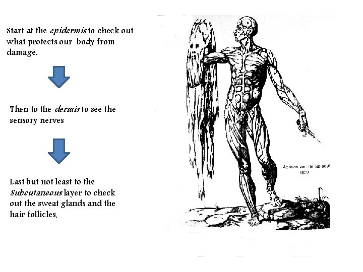 Start at the epidermis to check out what protects our body from damage. Then