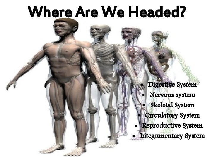 Where Are We Headed? § Digestive System § Nervous system § Skeletal System §