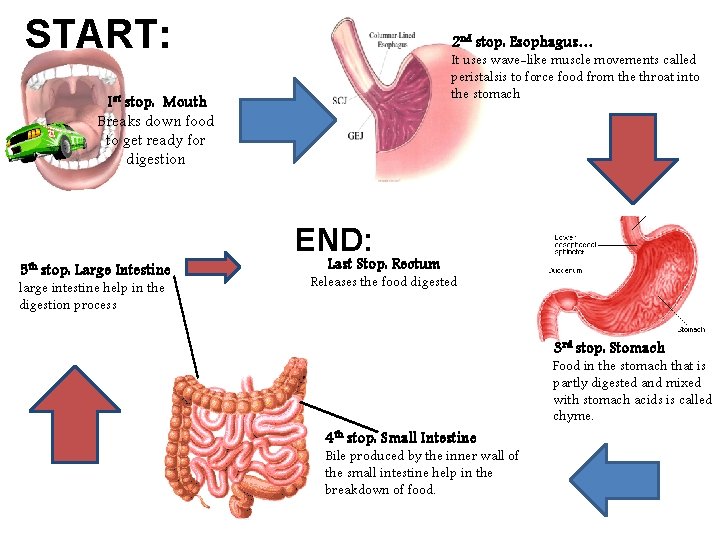 START: 2 nd stop: Esophagus… It uses wave-like muscle movements called peristalsis to force
